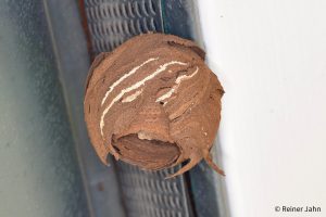 Vespa Velutina Embrionalnest_VV_3