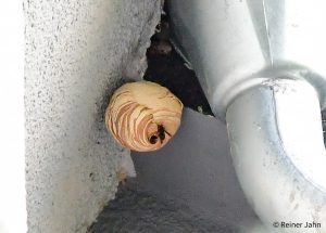 Vespa Velutina Embrionalnest_VV_2