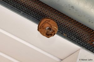 Vespa Velutina Embrionalnest_VV_1